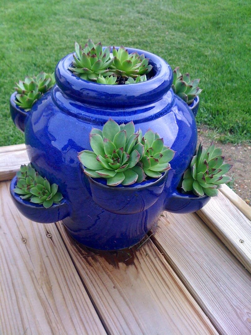 Hens and Chicks