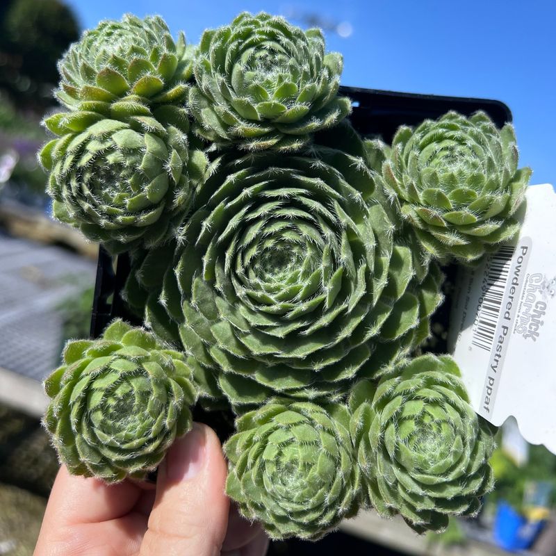 Hens and Chicks