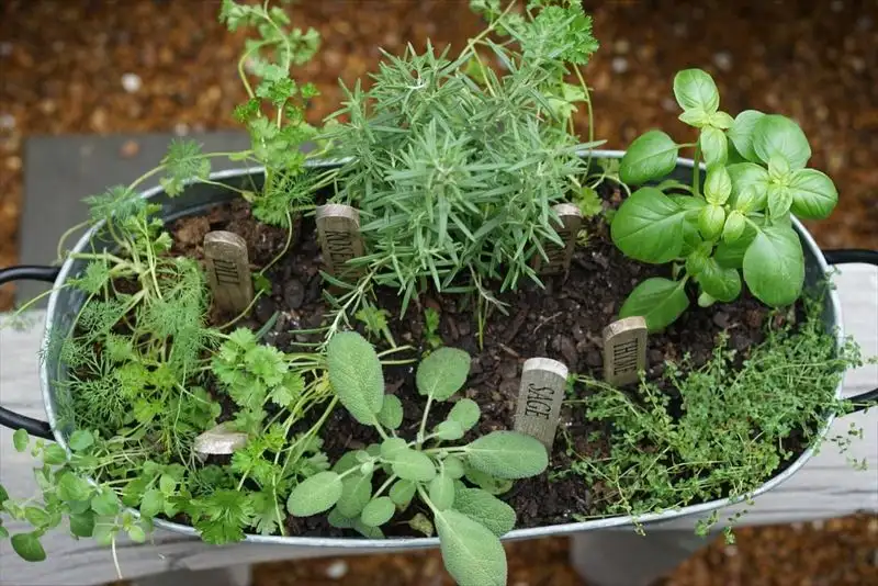 Herb Garden Kit