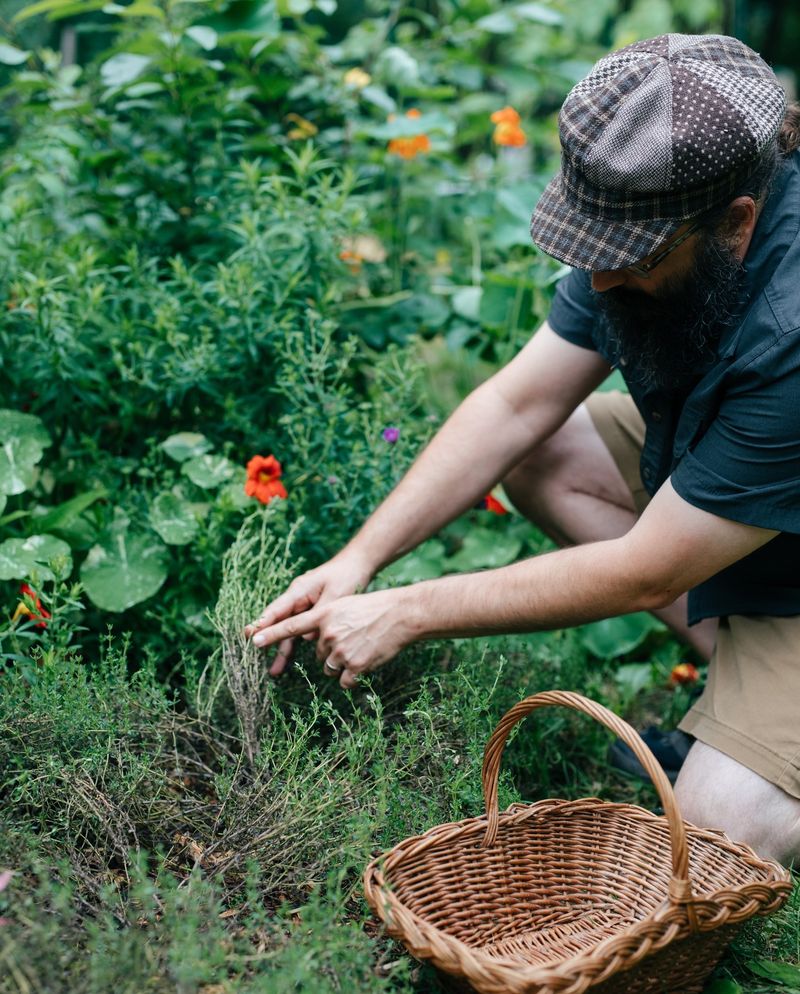 Herb Harvesting