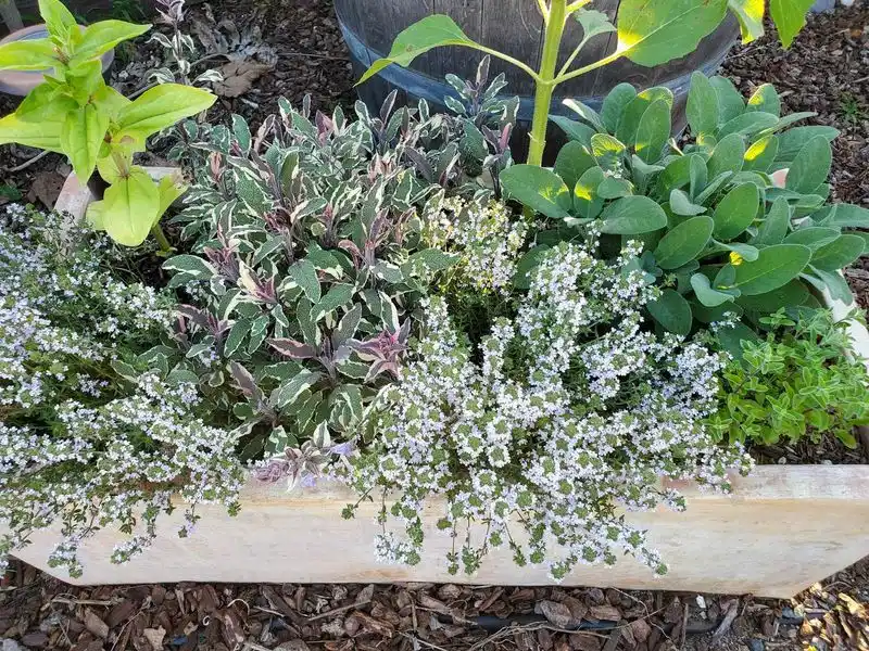 Herb Haven