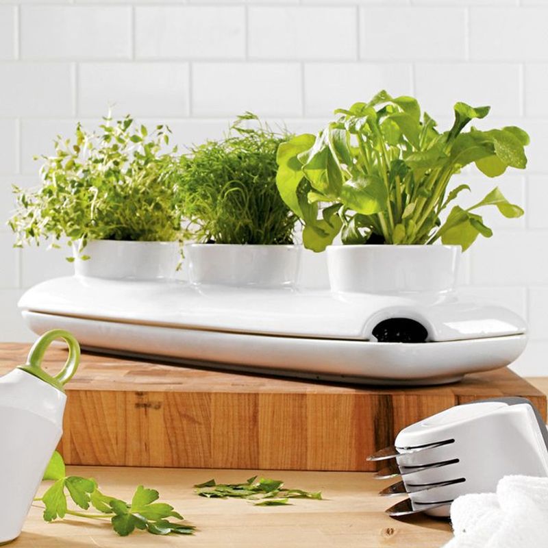 Herb Trio