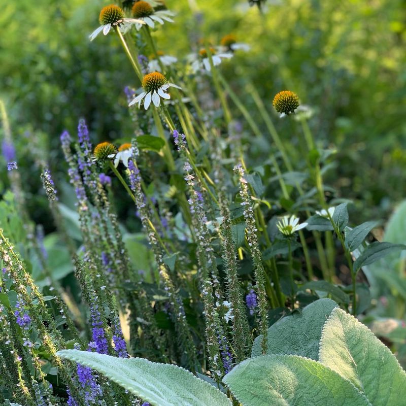 Herbaceous Borders