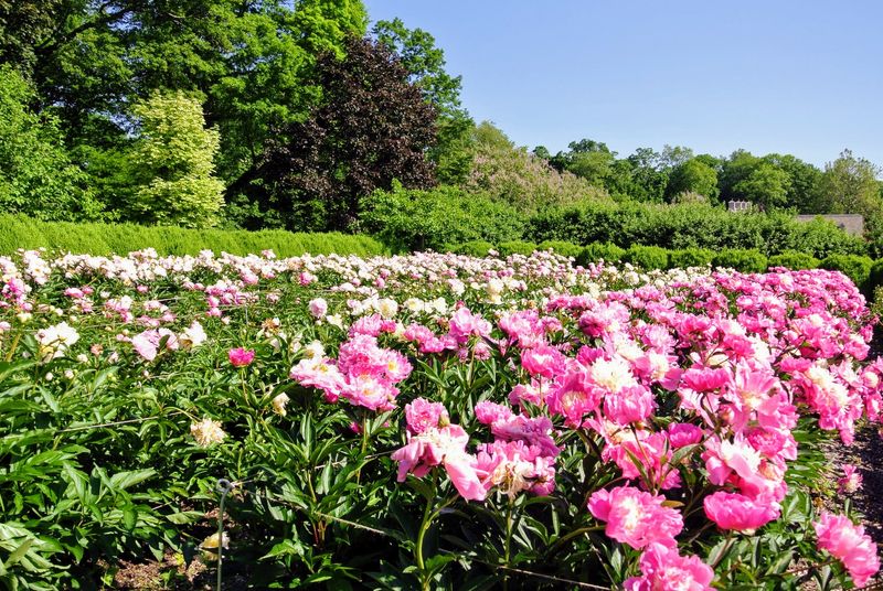 Herbaceous Peonies