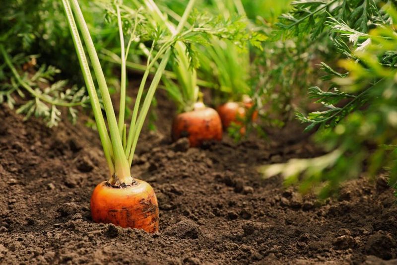 Root Vegetables