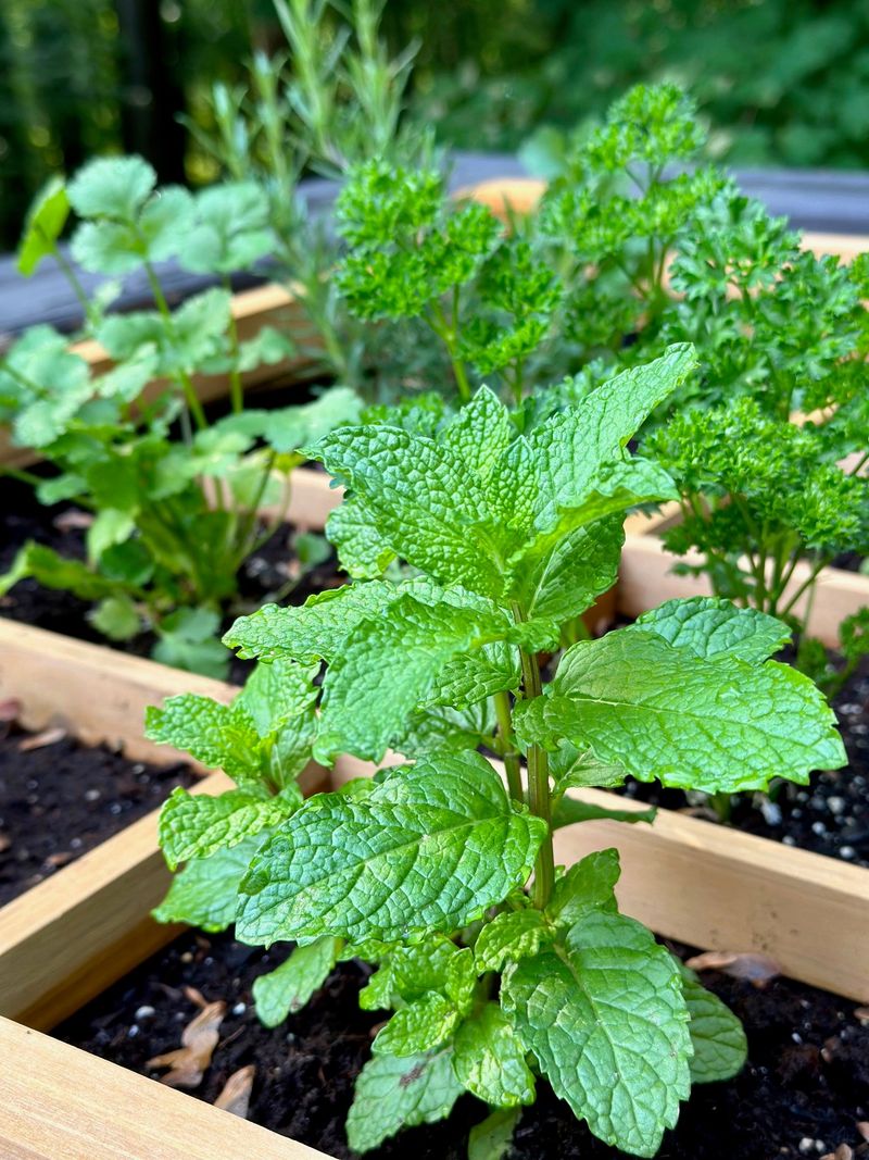 Herbs