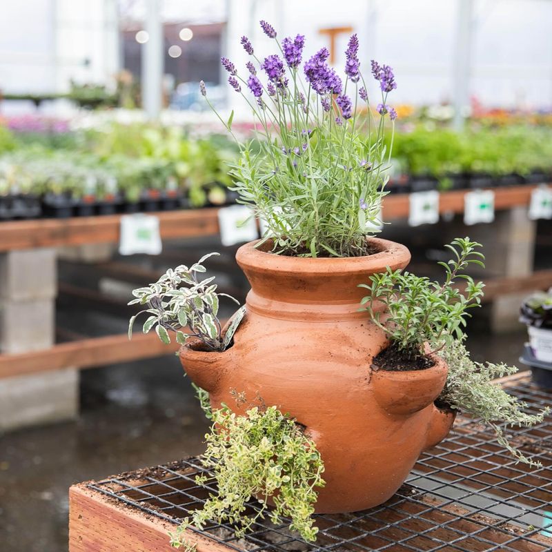 Herbs