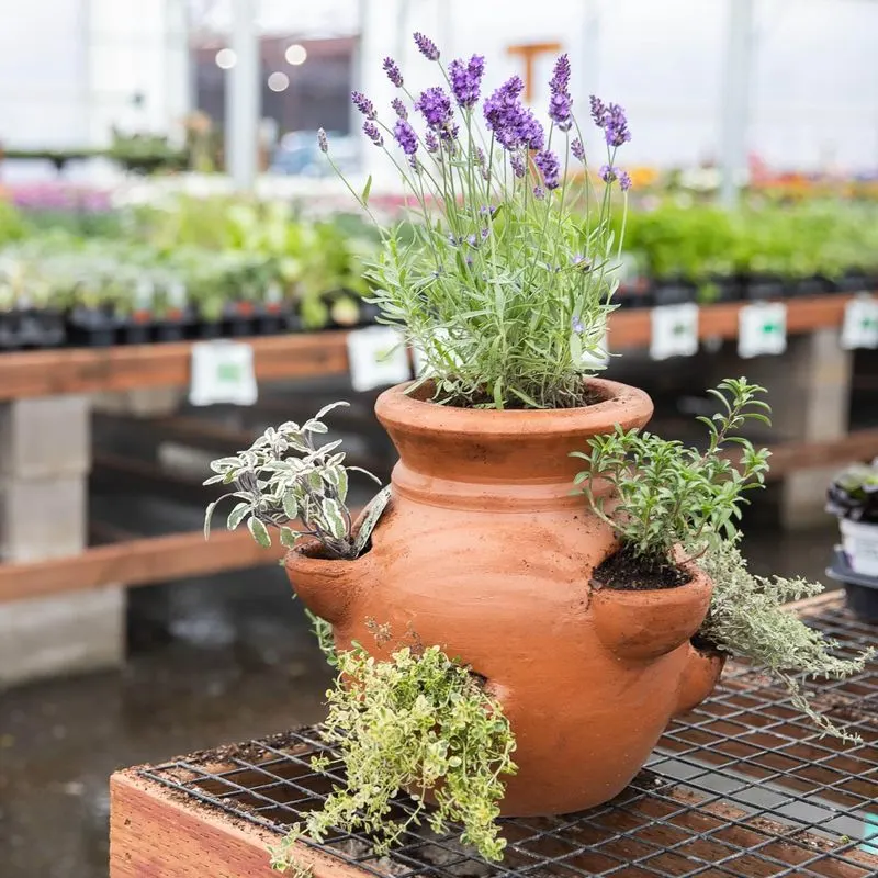Herbs