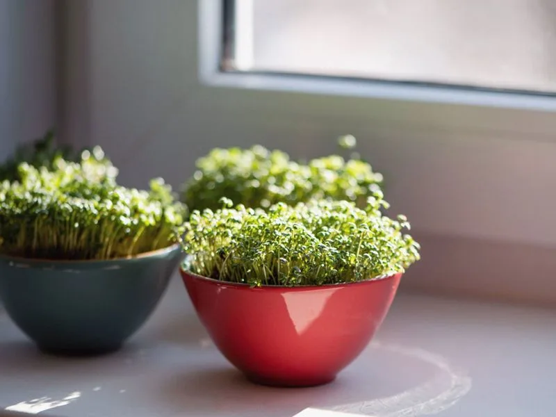 Herbs
