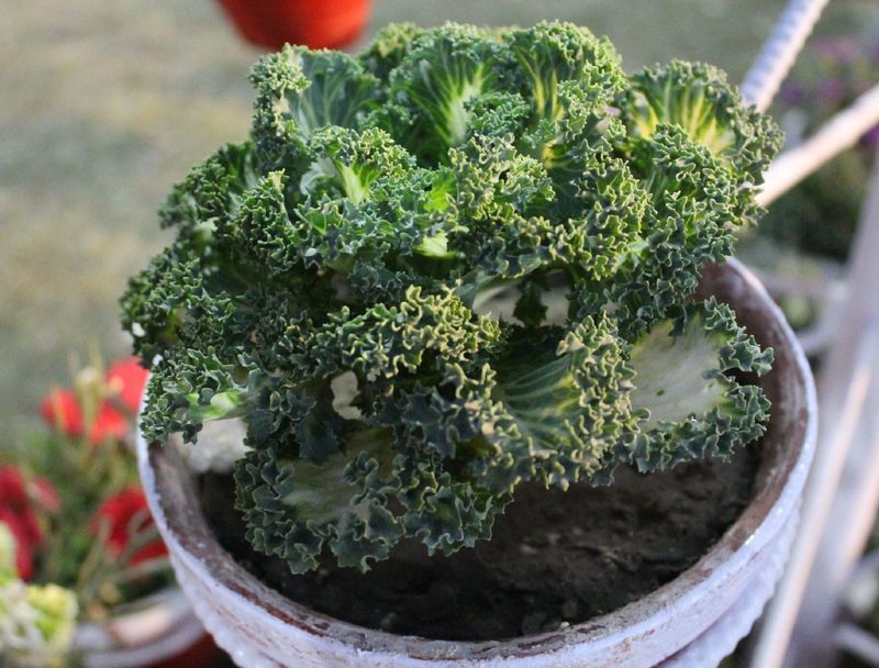 Kale