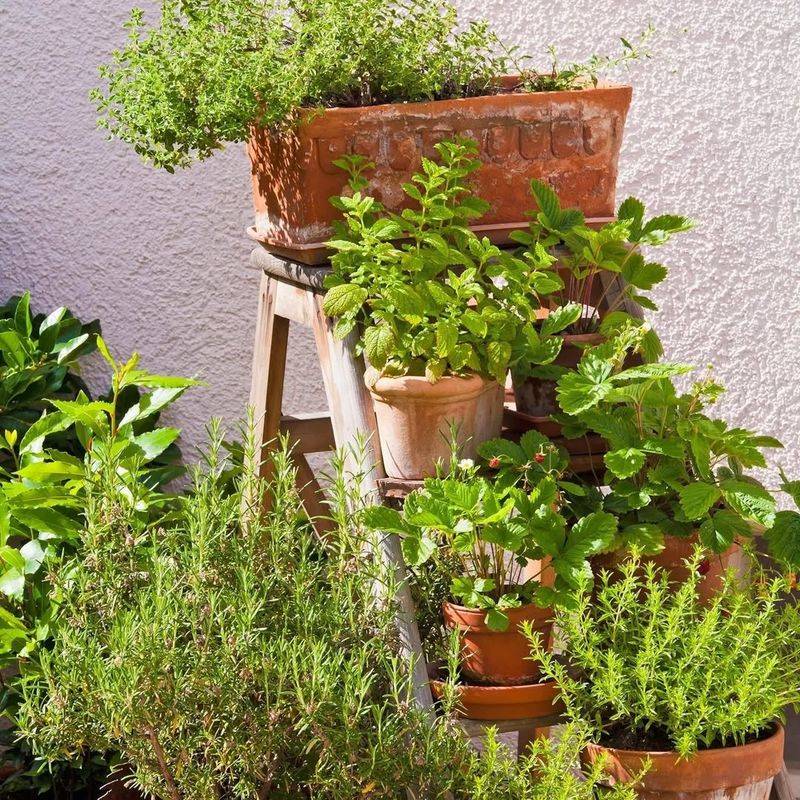 Herbs (Mixed)