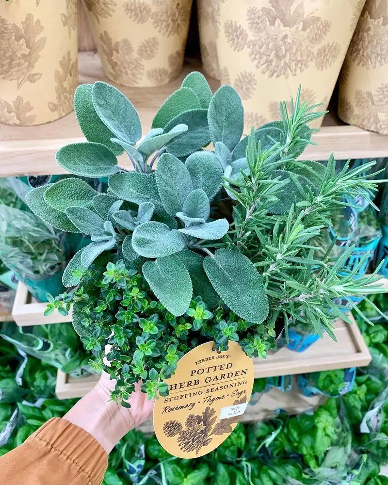 Herbs (Rosemary and Thyme)
