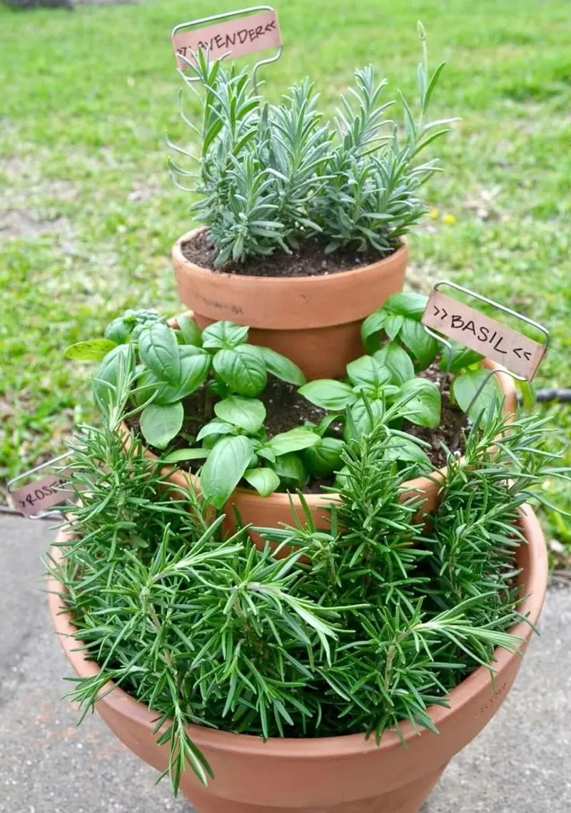 Herbs in Pots