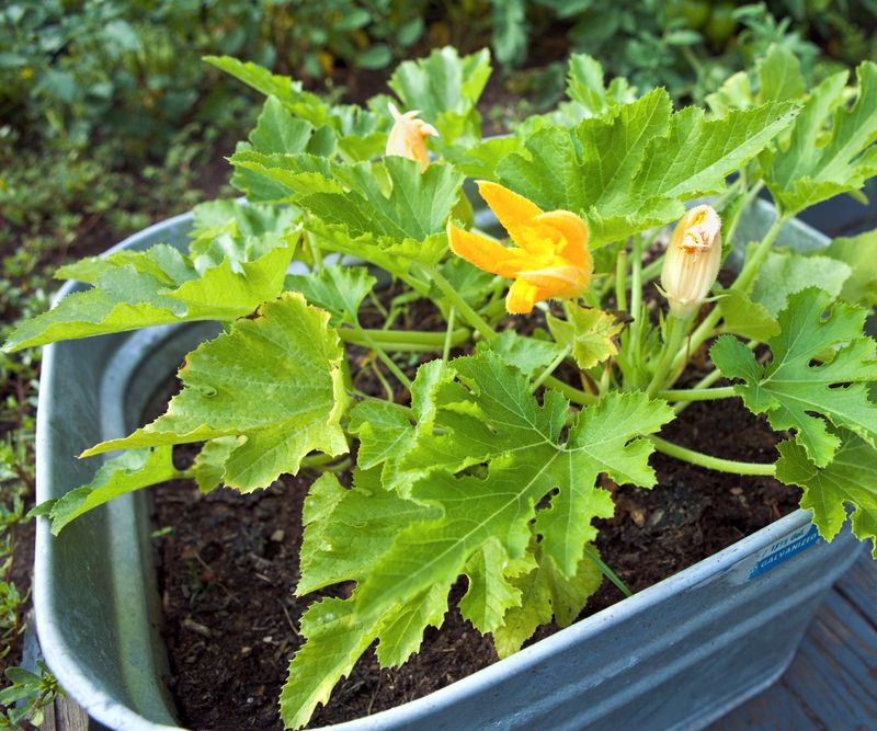 Zucchini