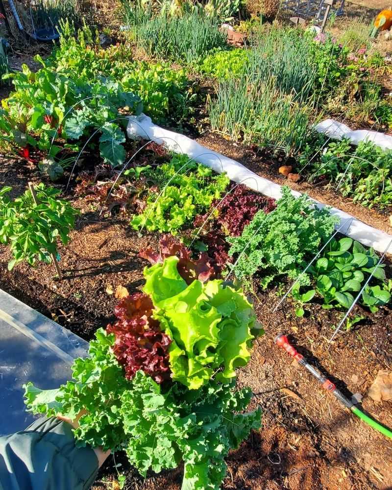 Heritage Vegetable Patch