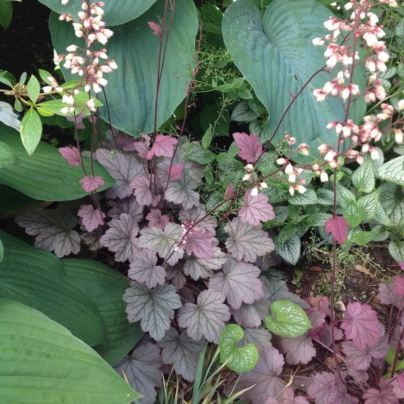 Heuchera