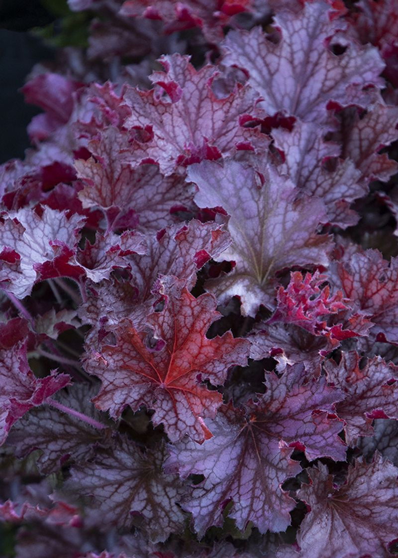 Heuchera