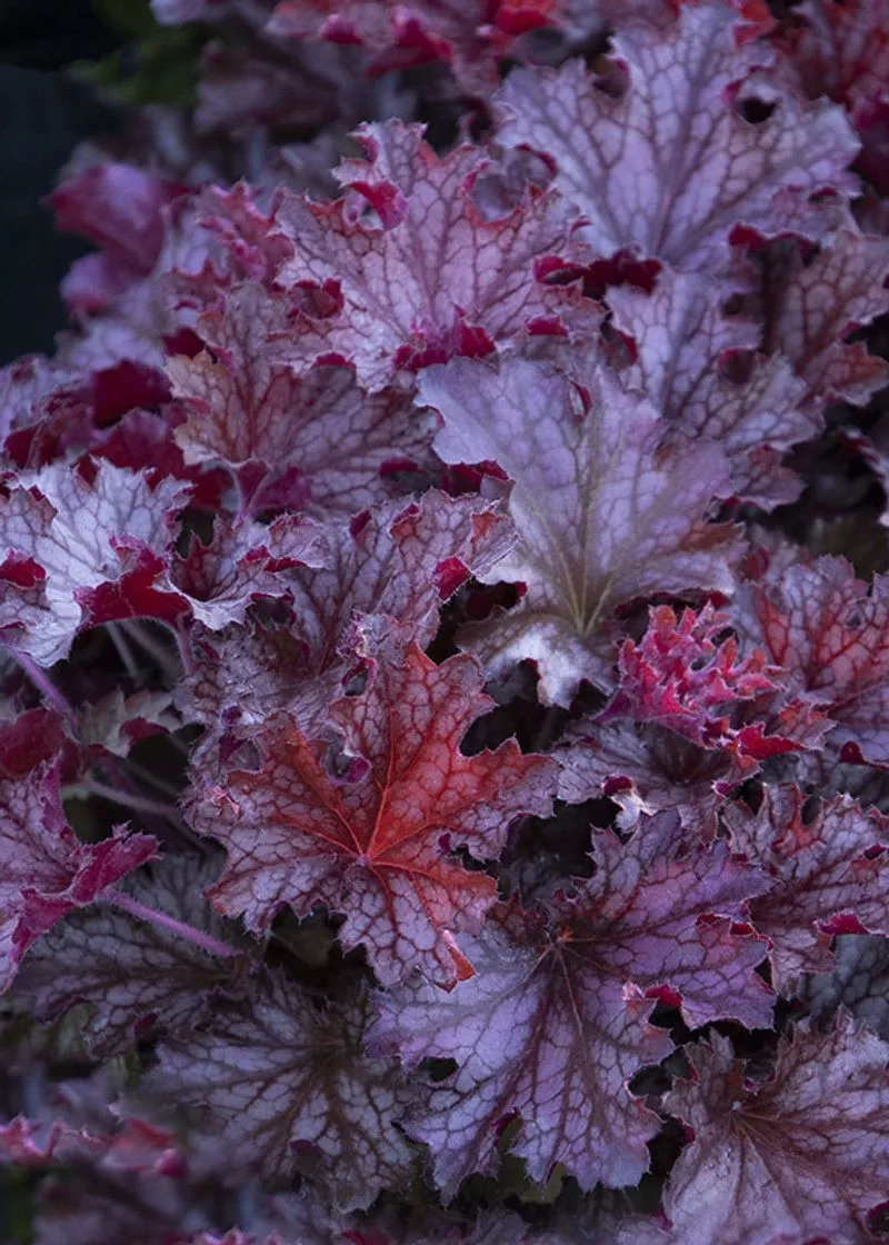 Heuchera