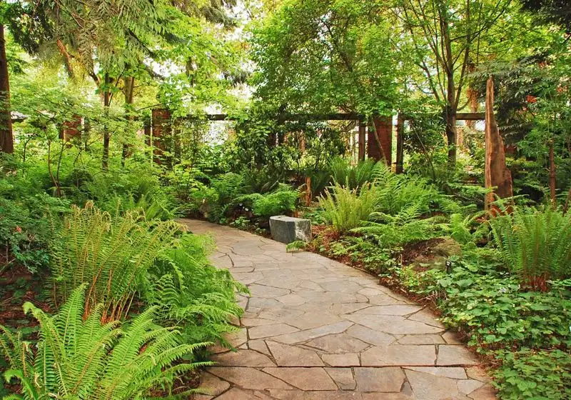 Ferns