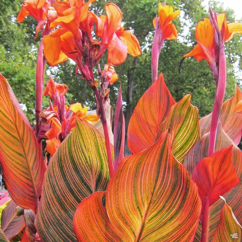 Canna Lily (Canna spp.)