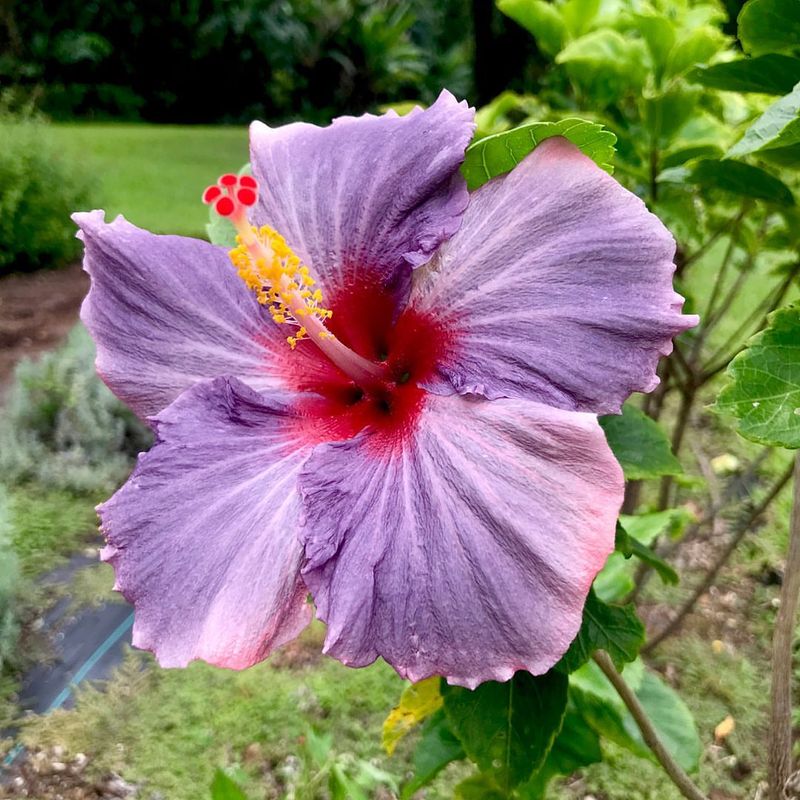 Hibiscus