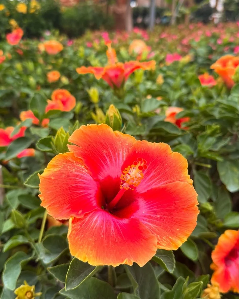 Hibiscus