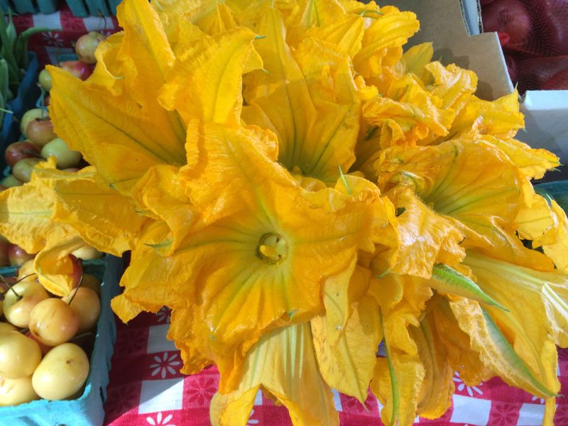 Squash Blossoms