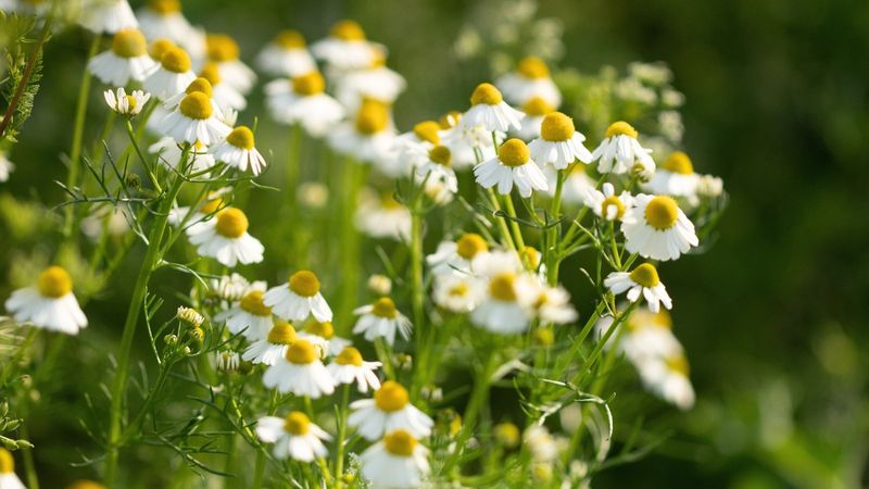 Chamomile