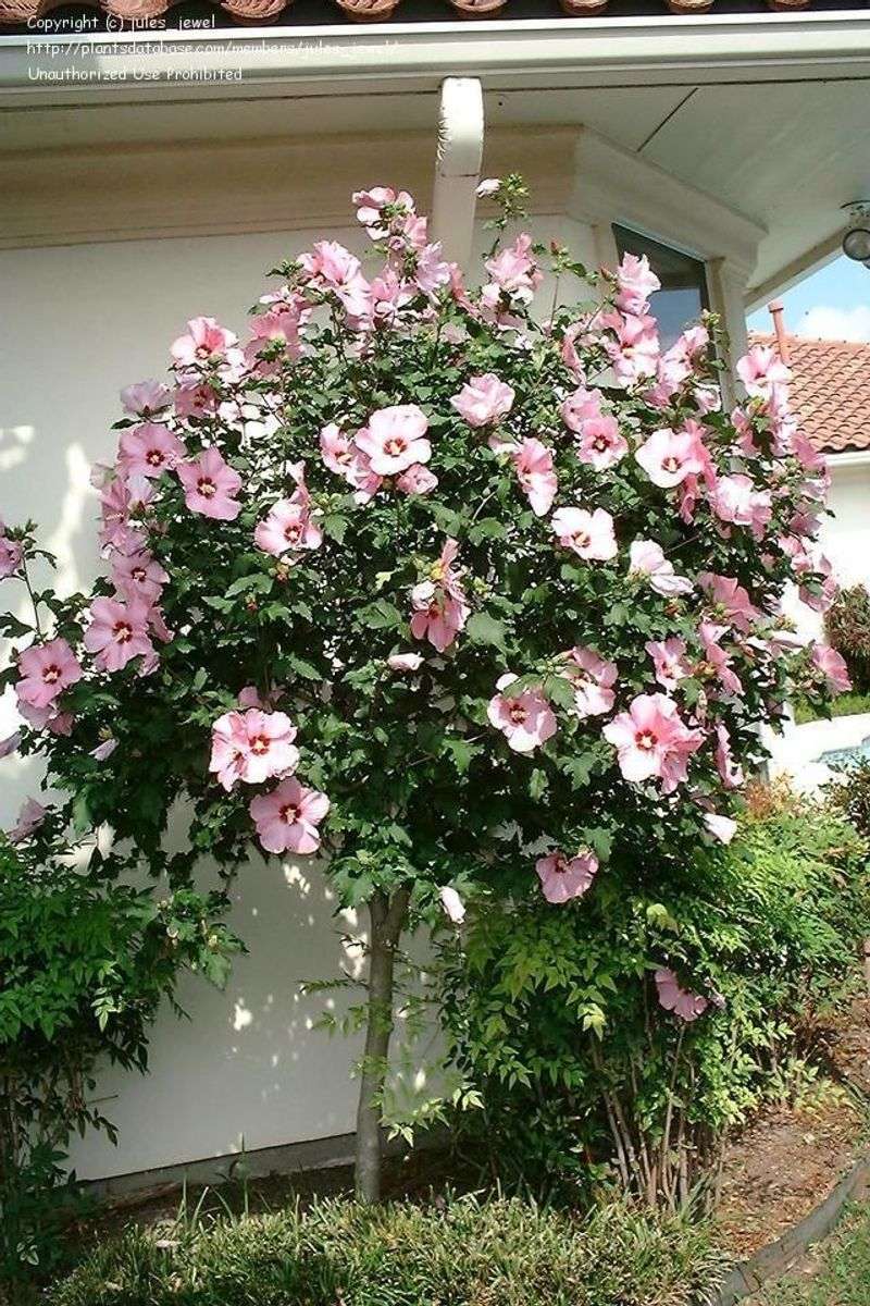 Hibiscus (Hibiscus syriacus)