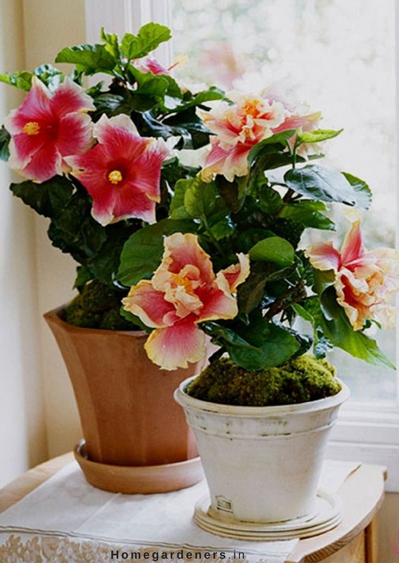 Hibiscus
