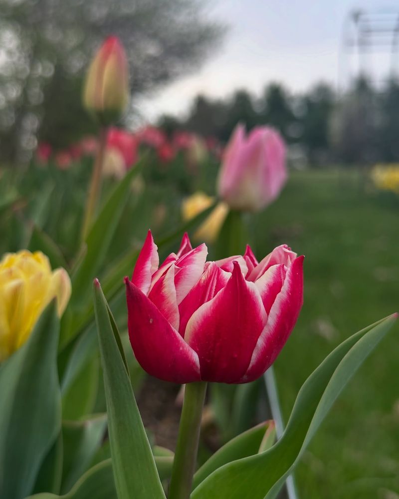 Historical Tulip Mania