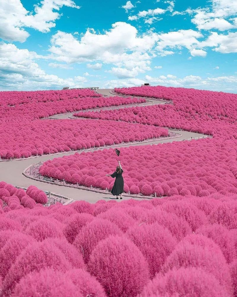 Hitachi Seaside Park, Japan