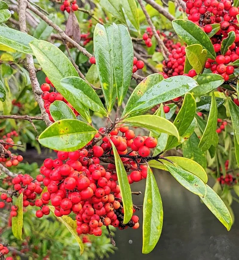 Holly