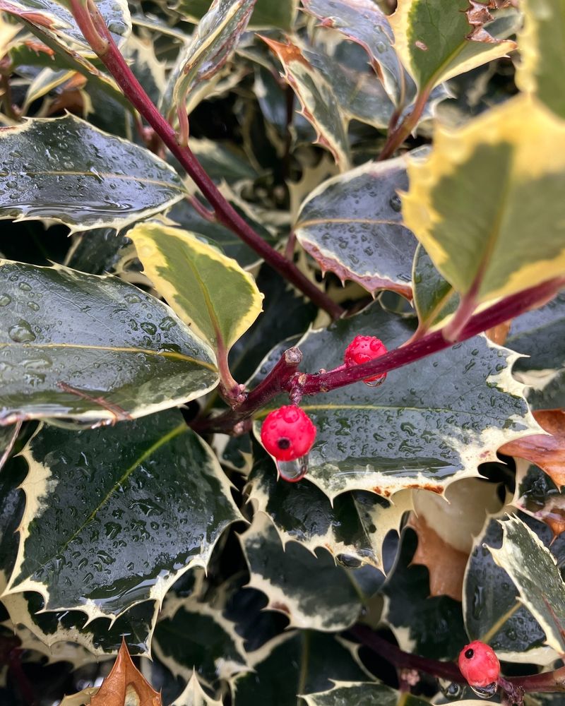 Holly