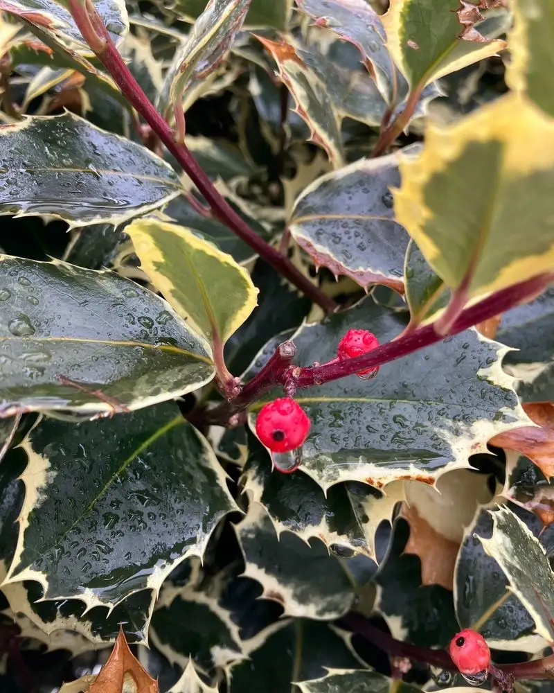 Holly
