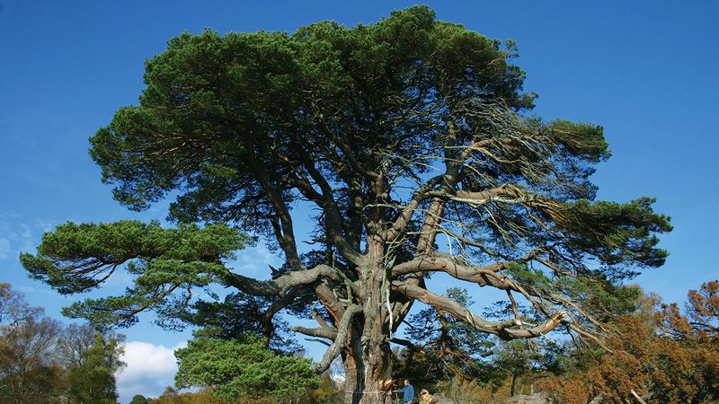 Scots Pine