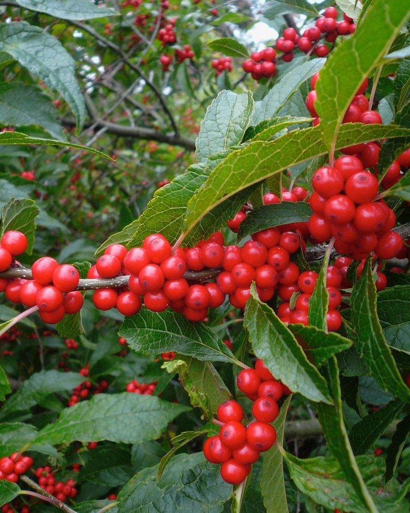 Holly