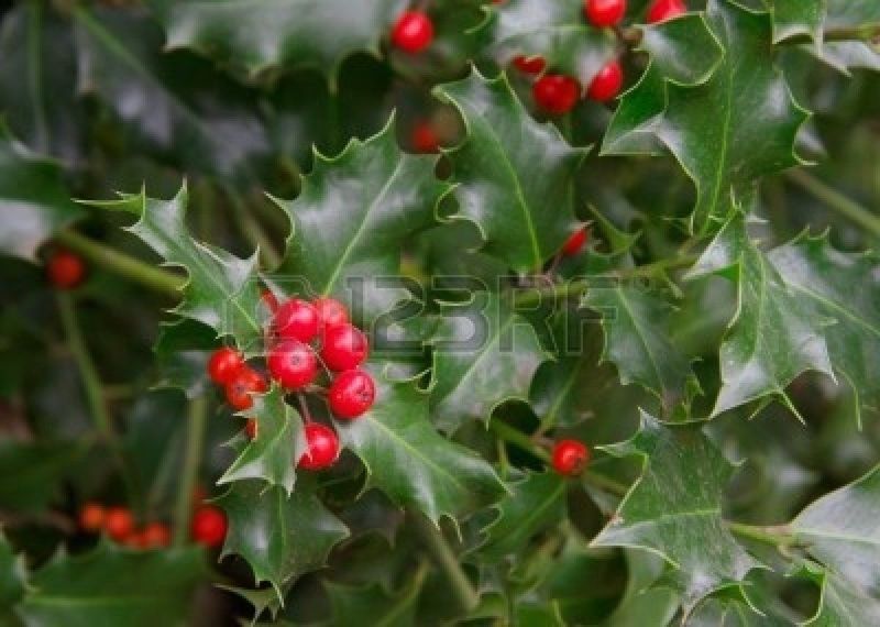 Holly
