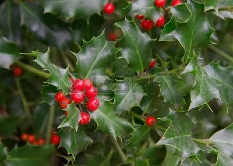 Holly