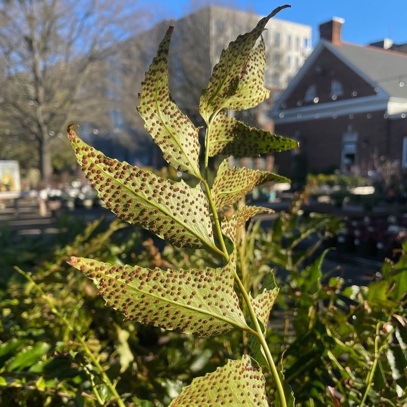 Holly Fern