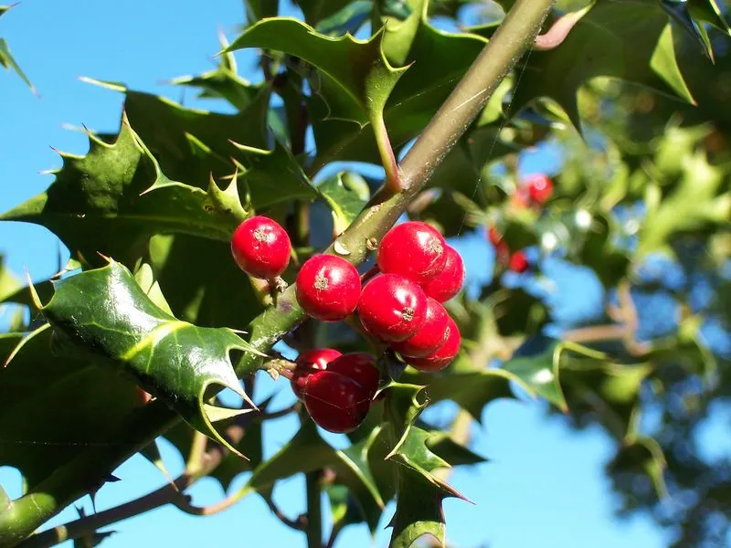 Holly (Ilex spp.)
