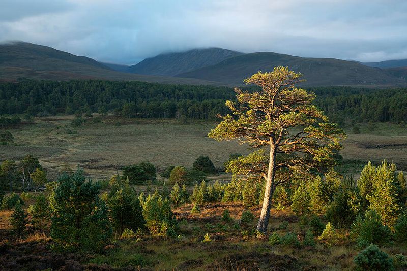 Scots Pine