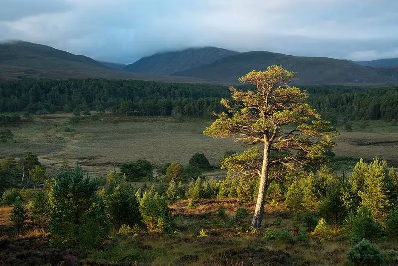 Scots Pine