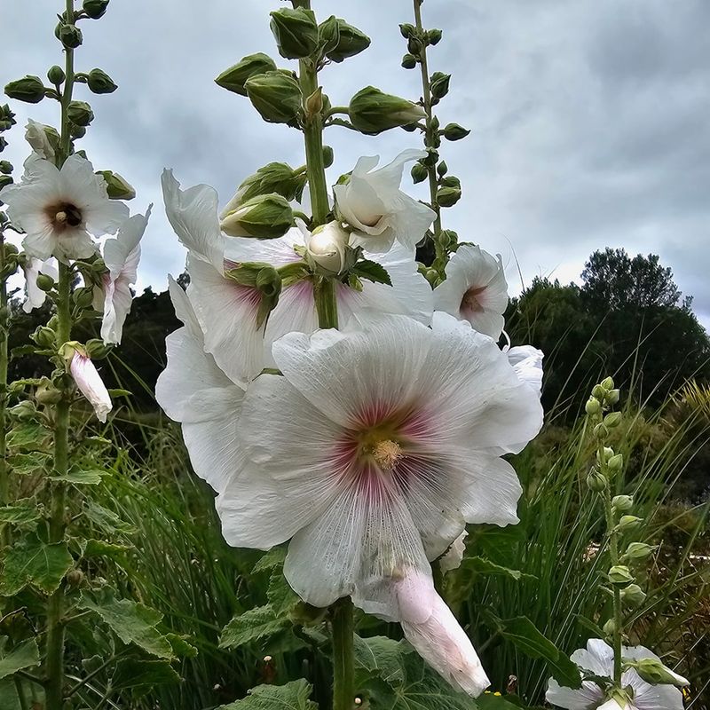 Hollyhock