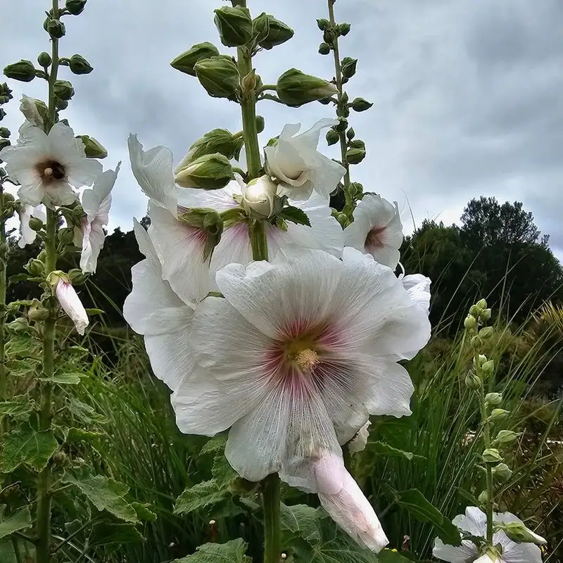 Hollyhock