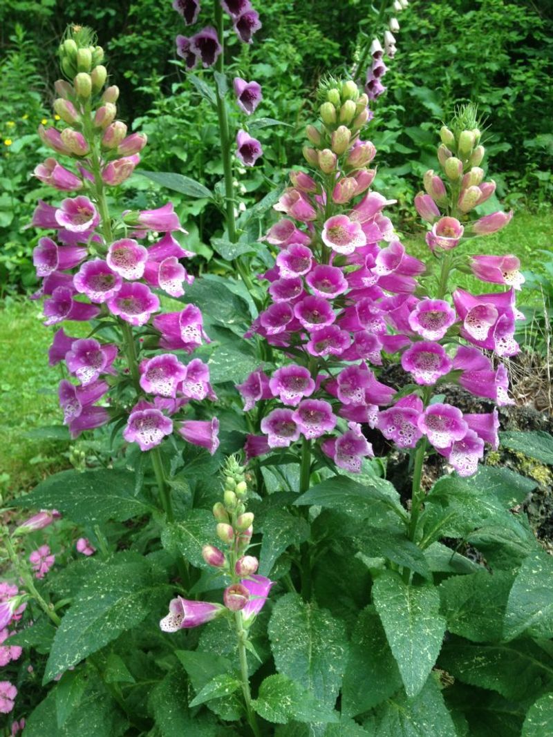 Foxglove (Digitalis)