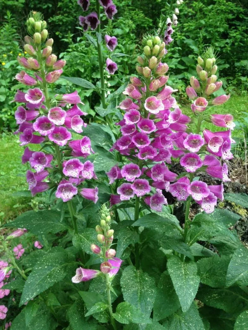 Foxglove (Digitalis)