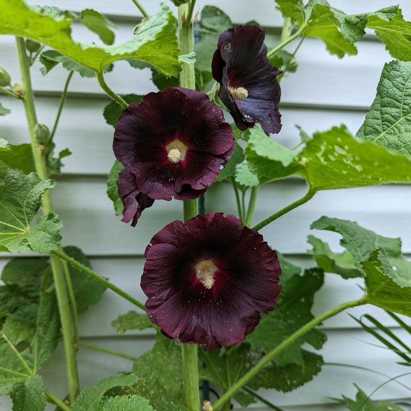 Hollyhock