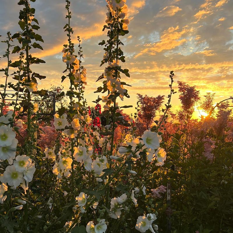 Hollyhocks