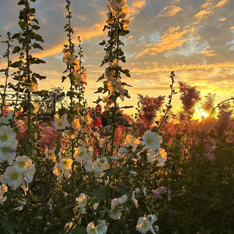Hollyhocks